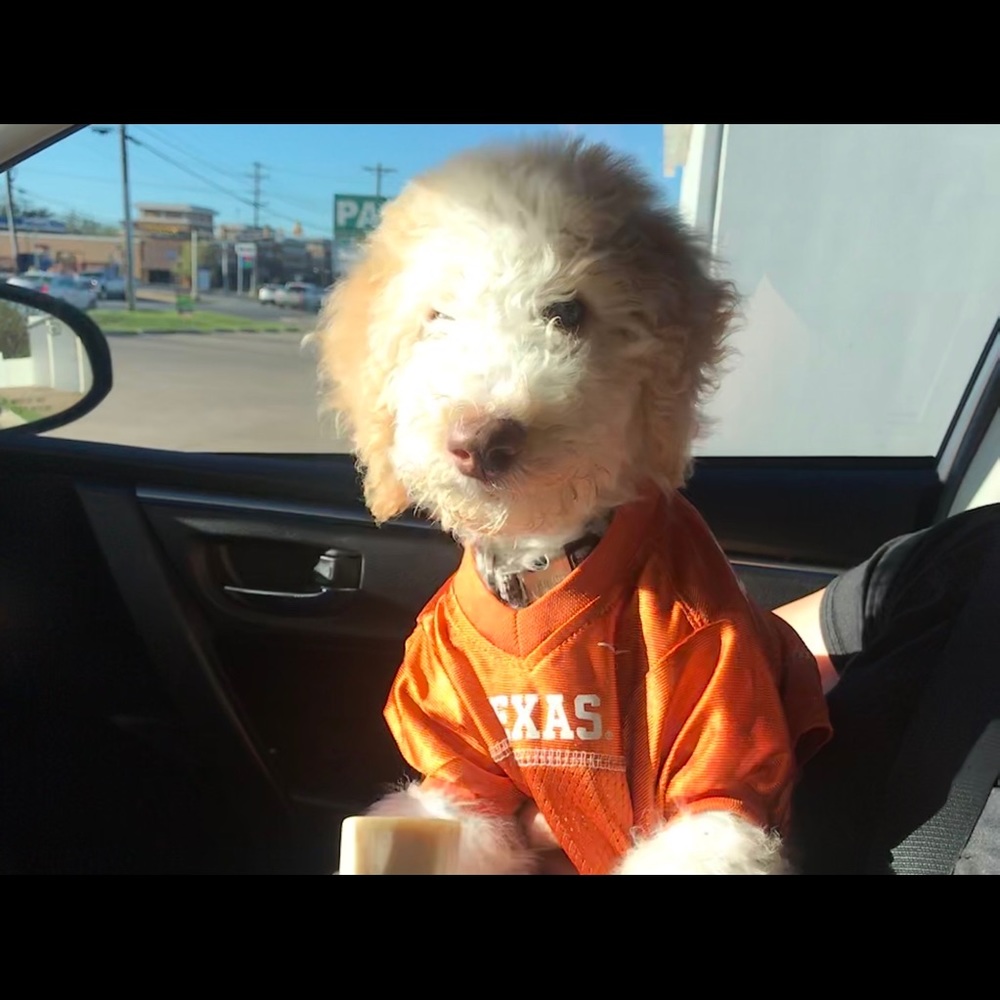Longhorn Texas Dog Jersey